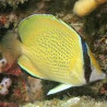 Chaetodon citrinellus : 7-10 cm  