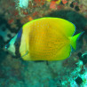 Chaetodon Kleinii : 4-5 cm  