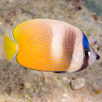 Chaetodon Kleinii : 4-5 cm  