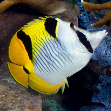 Chaetodon falcula : 8-10 cm  