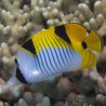Chaetodon FALLA: 5-7 cm  