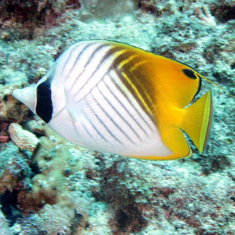 Chaetodon auriga : 7 à 10 cm