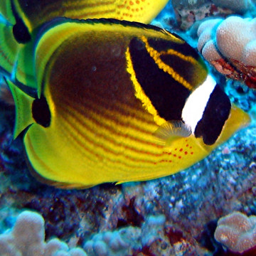 Chaetodon lunula : 7-10 cm