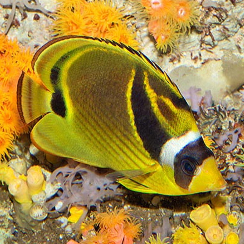 Chaetodon lunula : 7-10 cm Chaetodon lunula : 7-10 cm