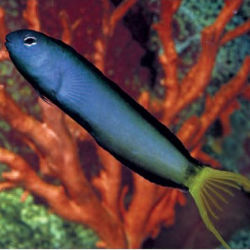 Meiacanthus Mosambicus : 3 à 5 cm