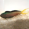 Meiacanthus Mosambicus : 3 à 5 cm