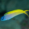 Meiacanthus atrodorsalis : 3 à 5 cm