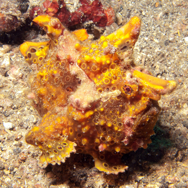 Antennarius maculatus jaune 8-12 cm