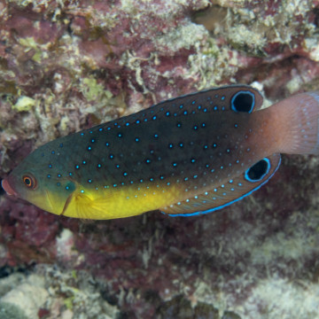 Anampses twistii  6-8 cm 