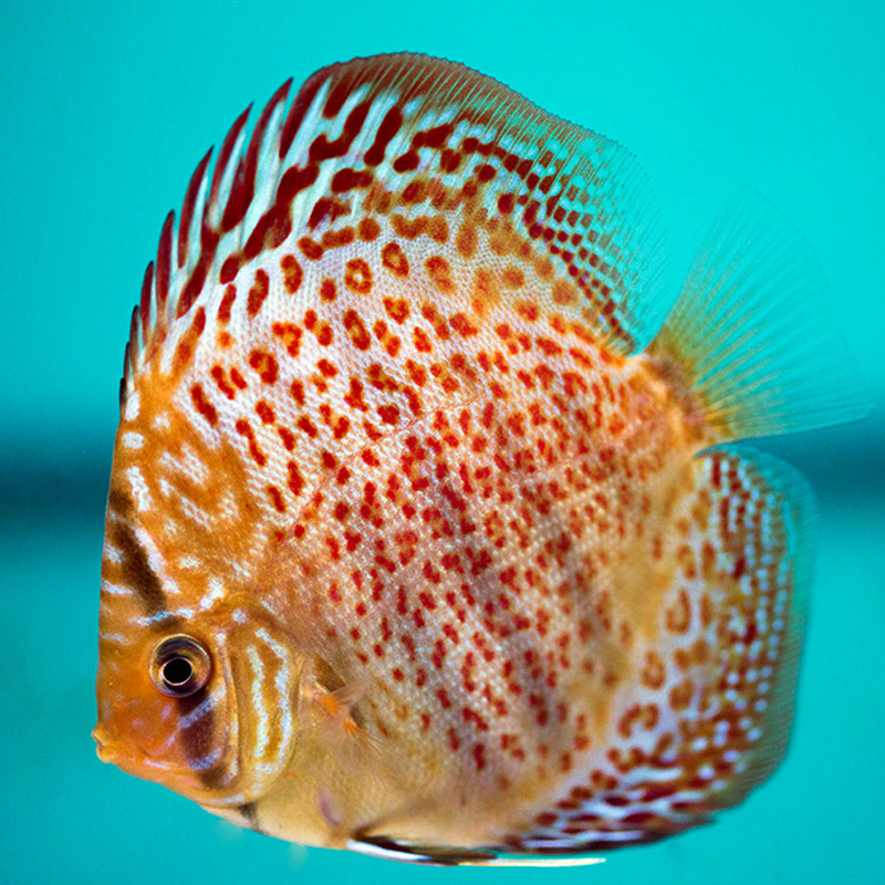 Discus Léopards Stendker d'élevage Allemand 8-9 cm Discus Léopards Stendker d'élevage Allemand 8-9 cm