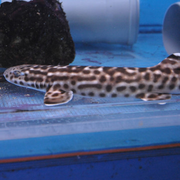 Atelomycterus marmoratus (40-45 cm)