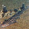 Atelomycterus marmoratus (40-45 cm)