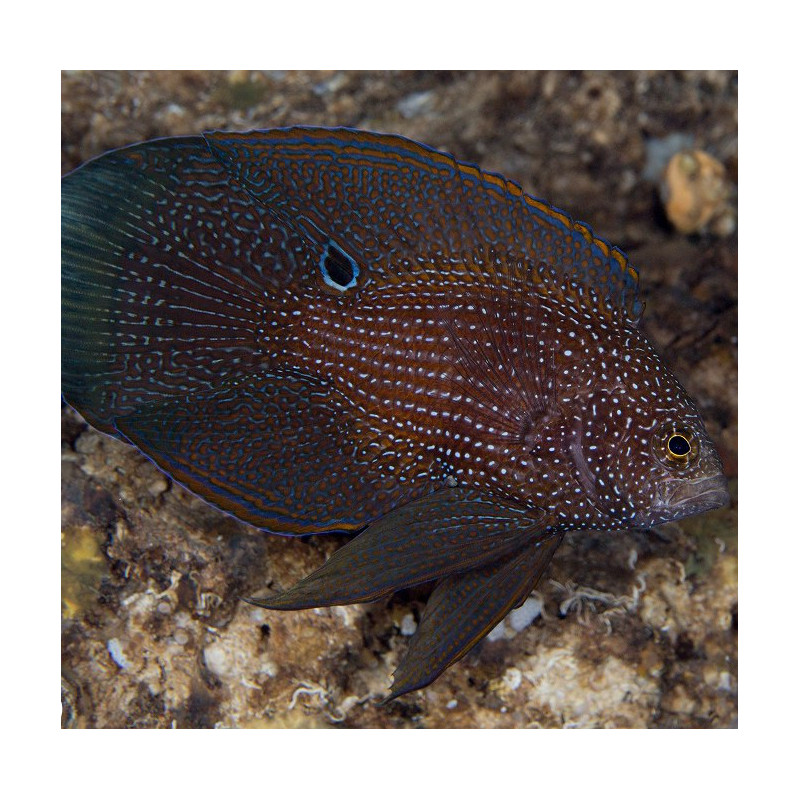 Calloplesiops argus 5-7 cm Calloplesiops argus 5-7 cm