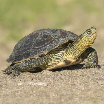 Mauremys (Ocadia) Sinensis 4-5 cm