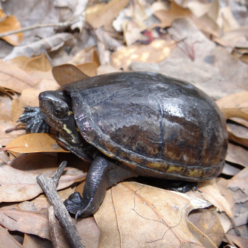 Kinosternon Subrubrum 3-4 cm