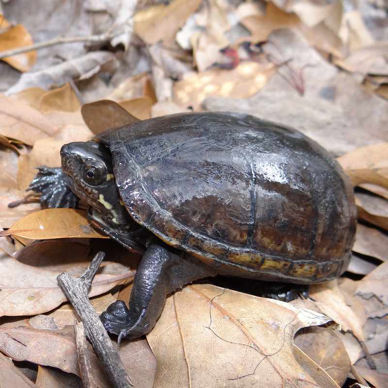 Sternoterus Odoratus 3-4 cm