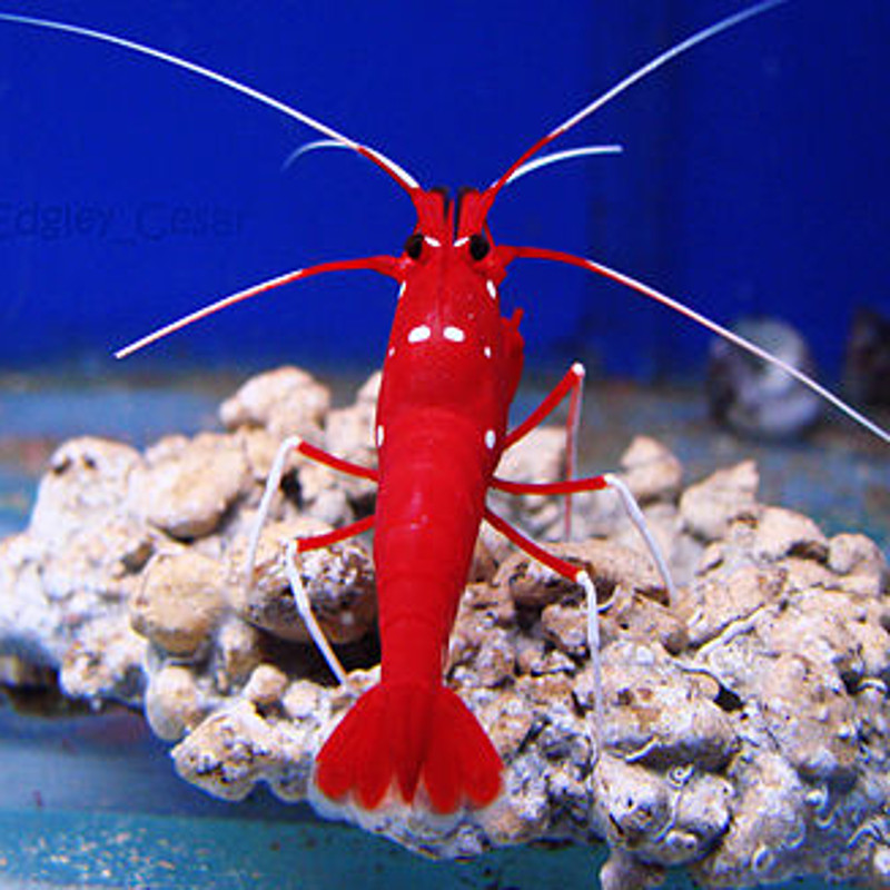 Lysmata debelius *- crevette de feu 3-5cm par 2 Lysmata debelius *- crevette de feu 3-5cm par 2