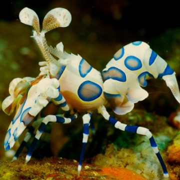 Hymenocera elegans - Crevette arlequin (le couple)