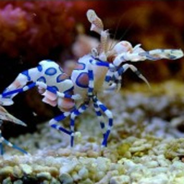 Hymenocera elegans - Crevette arlequin (le couple) 78,90 €