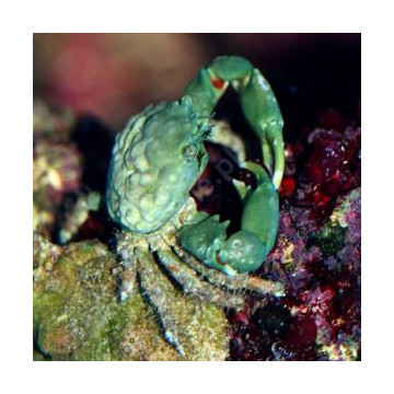 Mithrax sculptus - Crabe herbivore (mangeur de Valonia) par 2