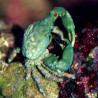 Mithrax sculptus - Crabe herbivore (mangeur de Valonia) par 2