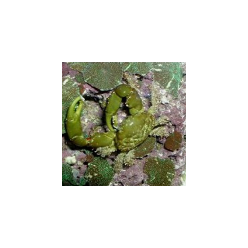 Mithrax sculptus - Crabe herbivore (mangeur de Valonia) par 2+1offert Mithrax sculptus - Crabe herbivore (mangeur de Valonia) par 2+1offert