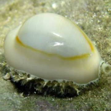 Erosaria annulus 1-2 cm set van 5