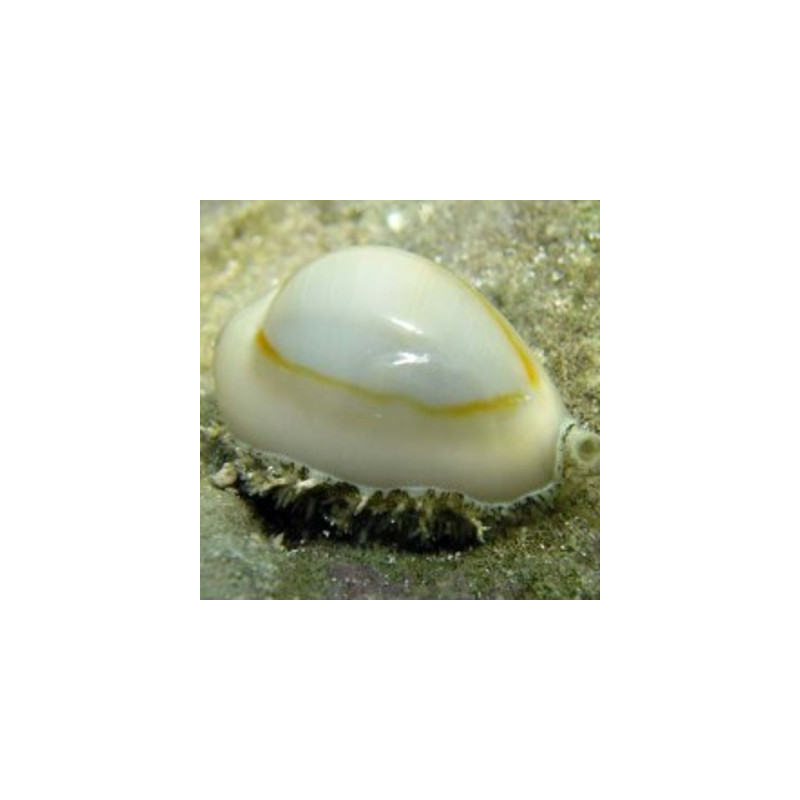 Erosaria annulus 1-2 cm set van 5