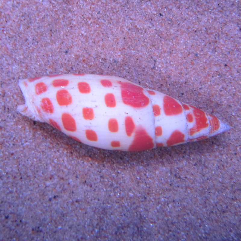 Mitra mitra (5-7 cm) se nourrit de vers de feu Mitra mitra (5-7 cm) se nourrit de vers de feu