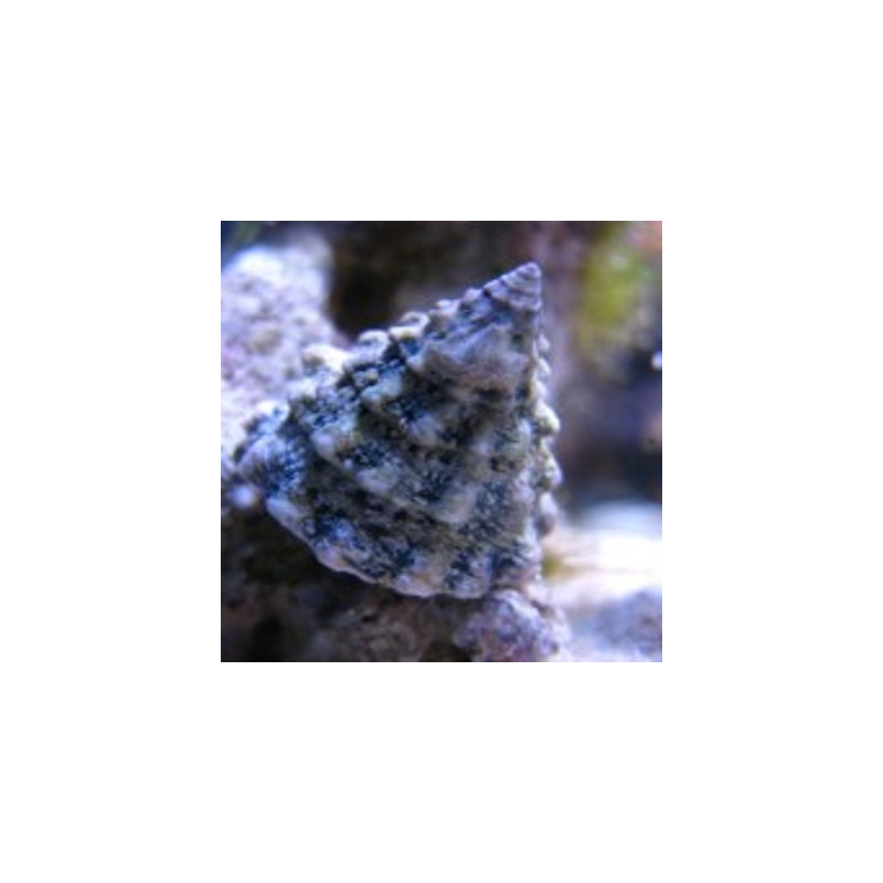 Tectus fenestratus 2-3 cm - escargots mangeurs d'algues (lot de 10) 