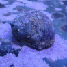 Turbo bruneus - escargots mangeurs d'algues 2-3 cm par 10