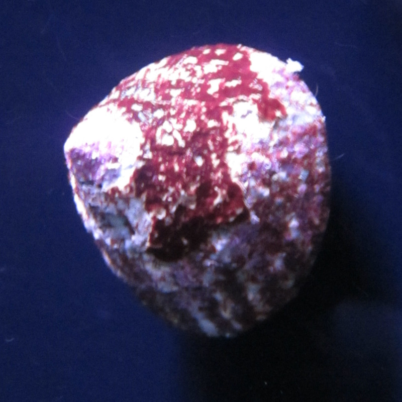 Trochus HISTRO - Algen die slakken 1-2cm eten
