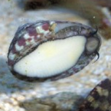 Trochus HISTRO - Algen die slakken 1-2cm eten