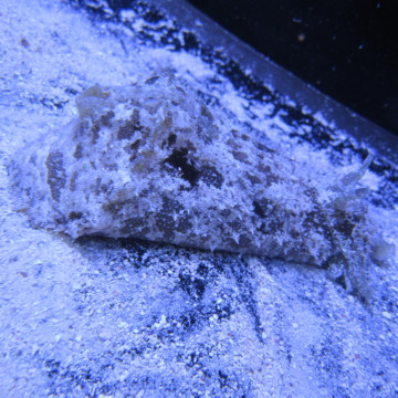 Dolabella auricularia-lièvre de mer  par 2