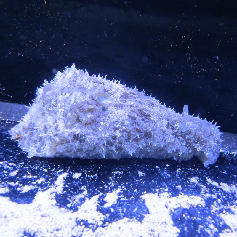 Dolabella Auricularia-Sea Hare door 2