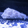 Dolabella Auricularia-Sea Hare door 2