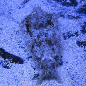 Dolabella auricularia-lièvre de mer  par 2