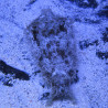 Dolabella Auricularia-Sea Hare door 2