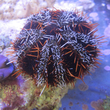 Tripneustes gratilla - Oursin à courtes épines 6-8 cm