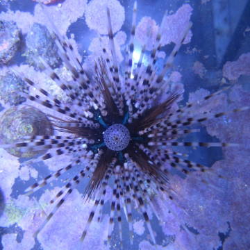 Echinotrix calamaris - Oursin à longues épines rayées 5-8 cm