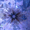 Echinotrix calamaris - Oursin à longues épines rayées 5-8 cm