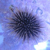 Echinometra mathaei - Oursin perforant
