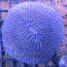 Fungia Mauve 7-8 cm