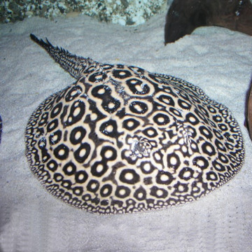 Potamotrygon Sp Pearl 12-15 cm femelle 395,00 €