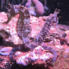 Hippocampus Erectus MALE élevage (10-12 cm) - Mangent parfaitement du surgelé.