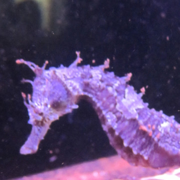 Hippocampus Erectus MALE élevage (10-12 cm) - Mangent parfaitement du surgelé.