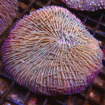 Fungia Mauve 7-8 cm