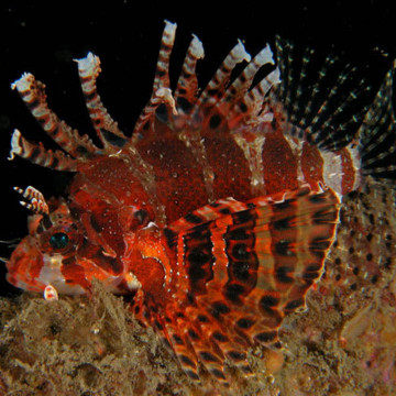 Dendrochirus brachypterus : 5 à 8 cm  