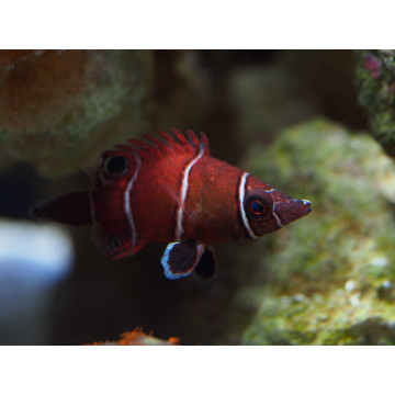 Wetmorella Albofasciata: 3 tot 4 cm  