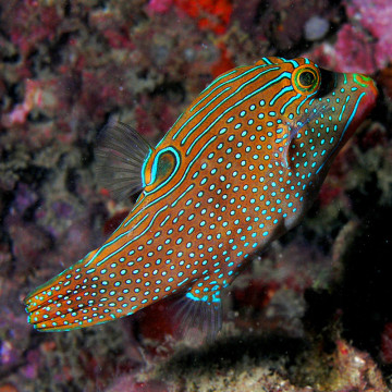 Canthigaster Solandri: 3 tot 5 cm  